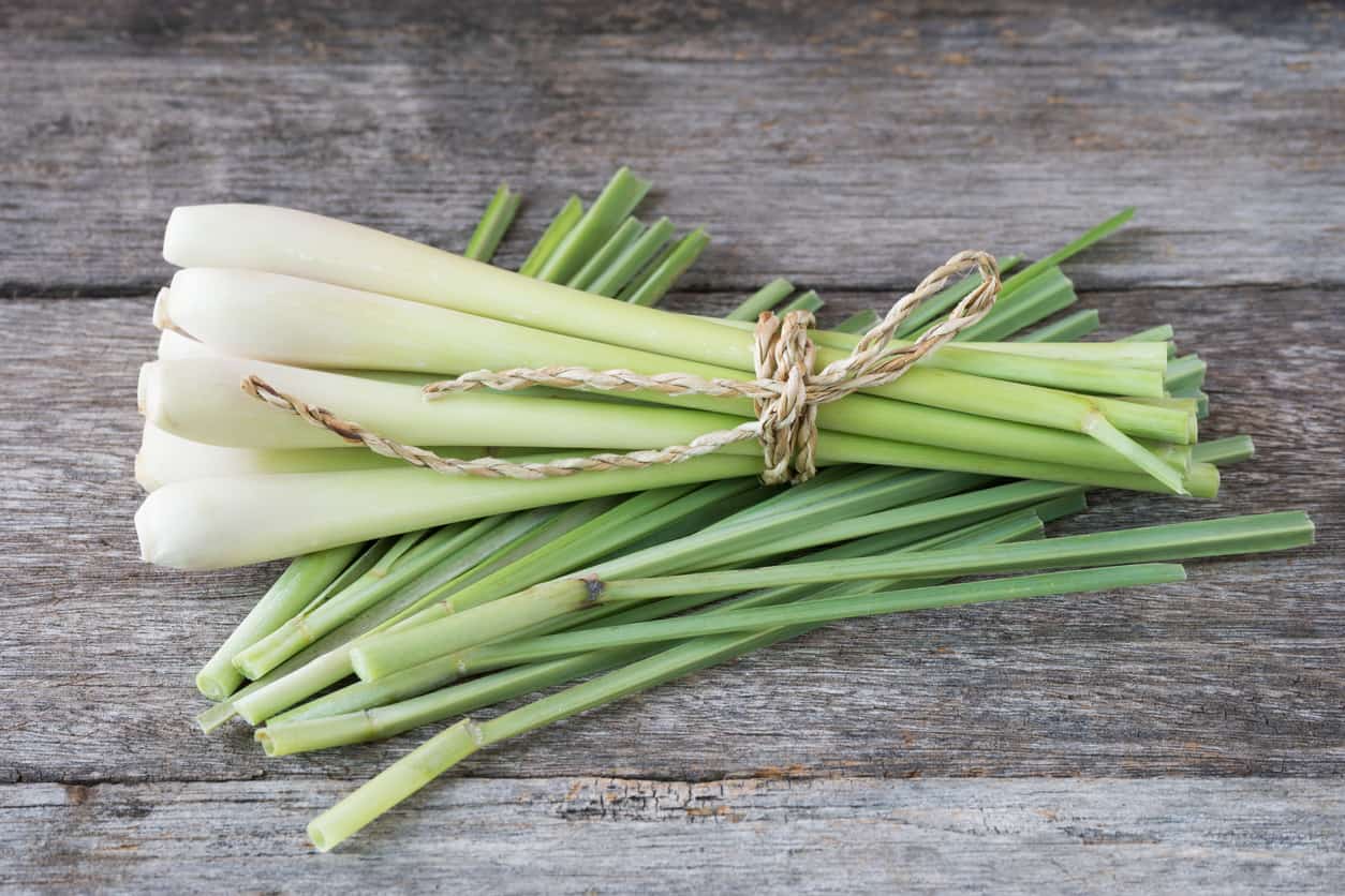 Is Lemon Grass Poisonous To Dogs