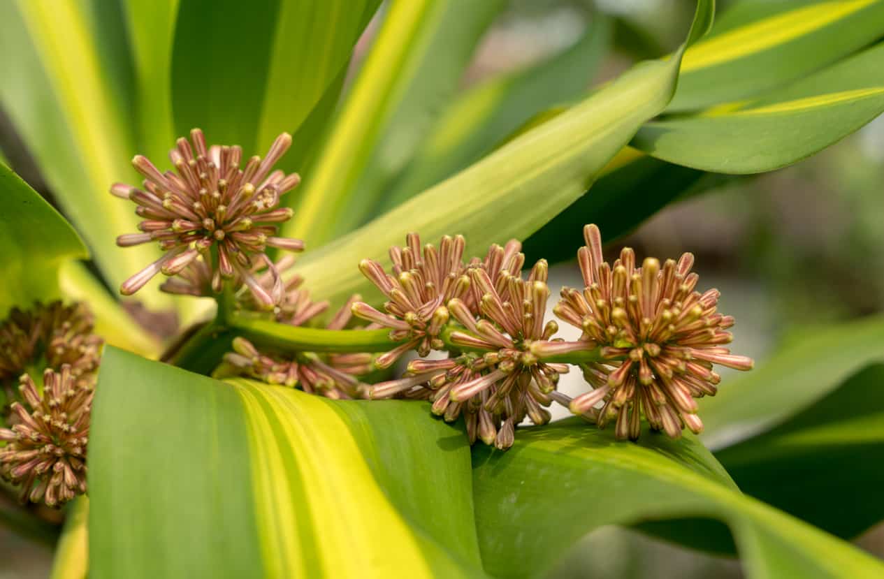 Cornstalk Plant