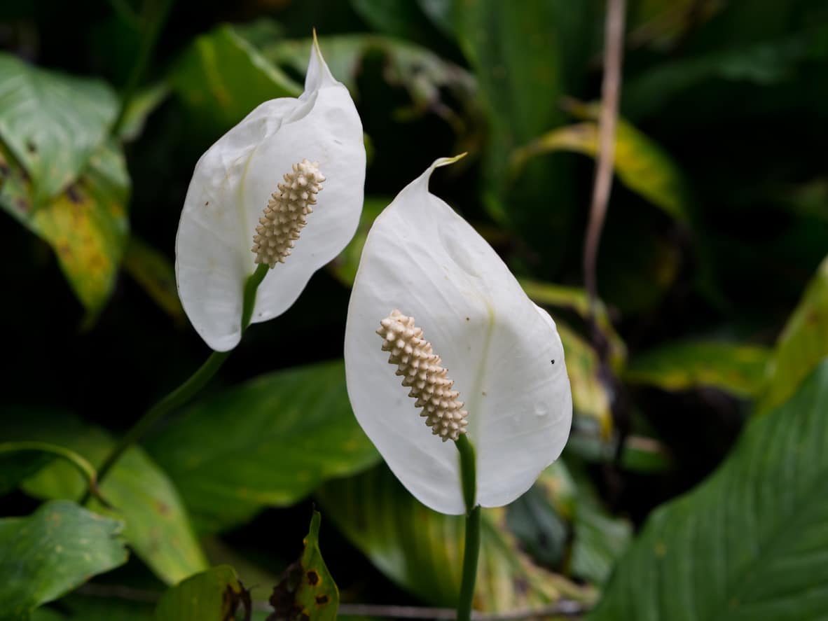Mauna Loa Peace Lily