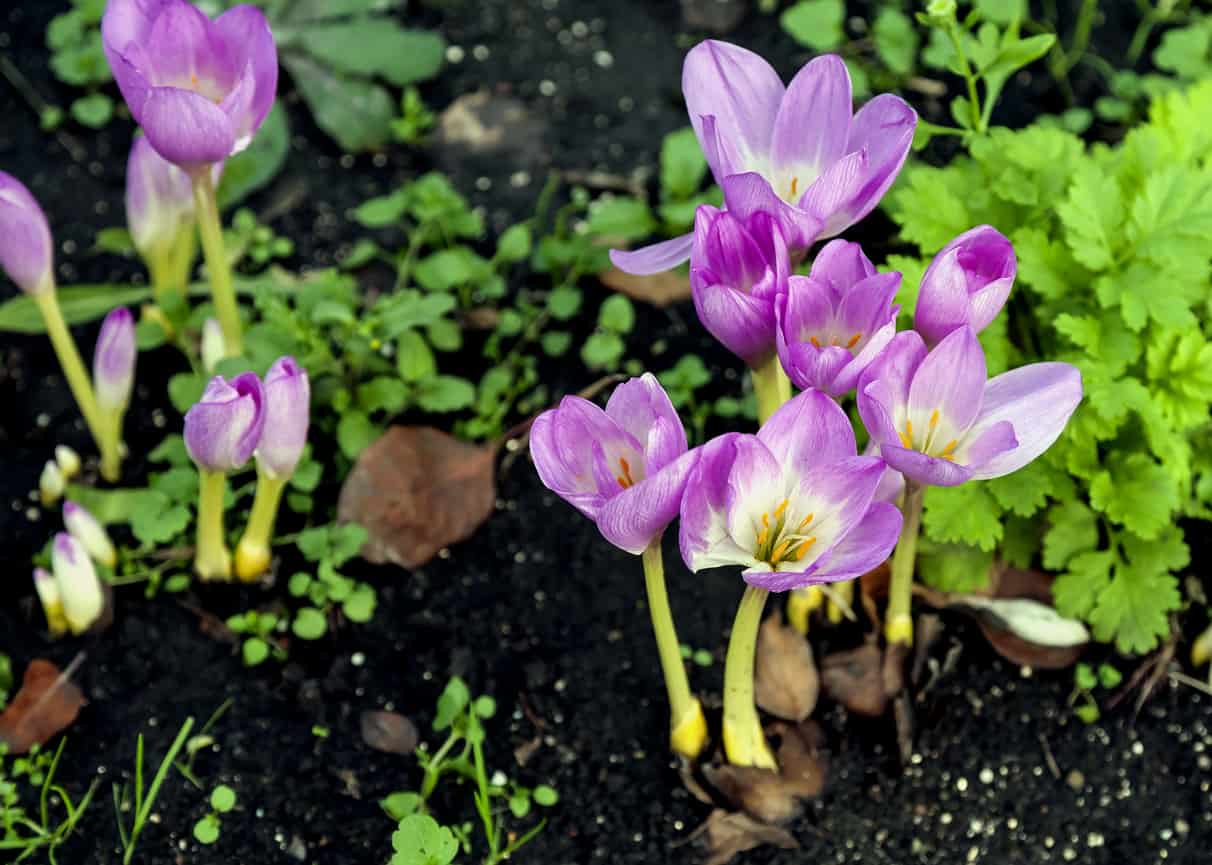 Is Meadow Saffron Poisonous to Cats and Dogs?