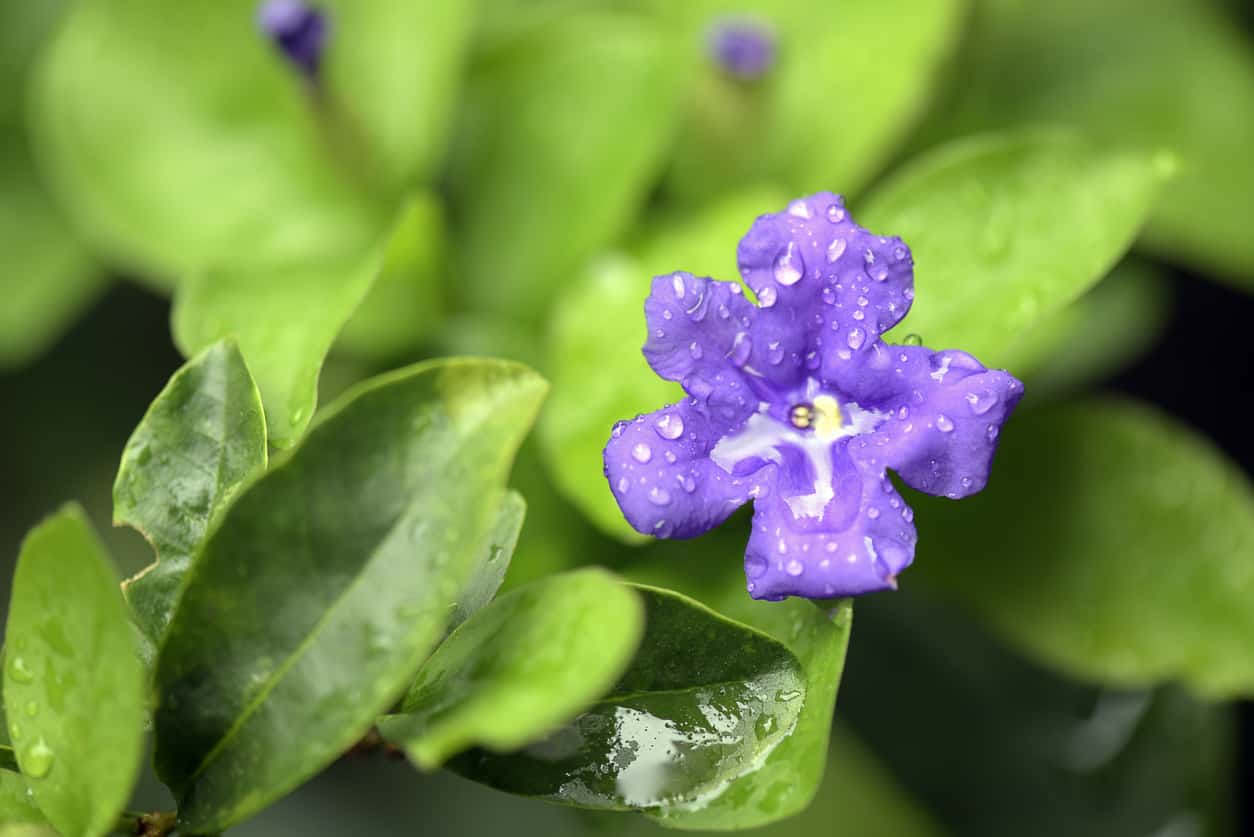 Brunfelsia species