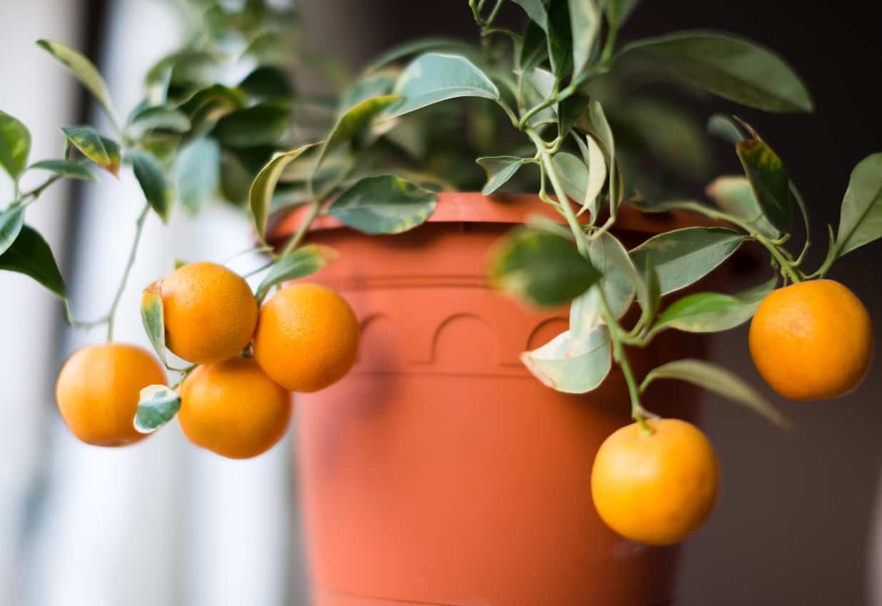 Calamondin Orange