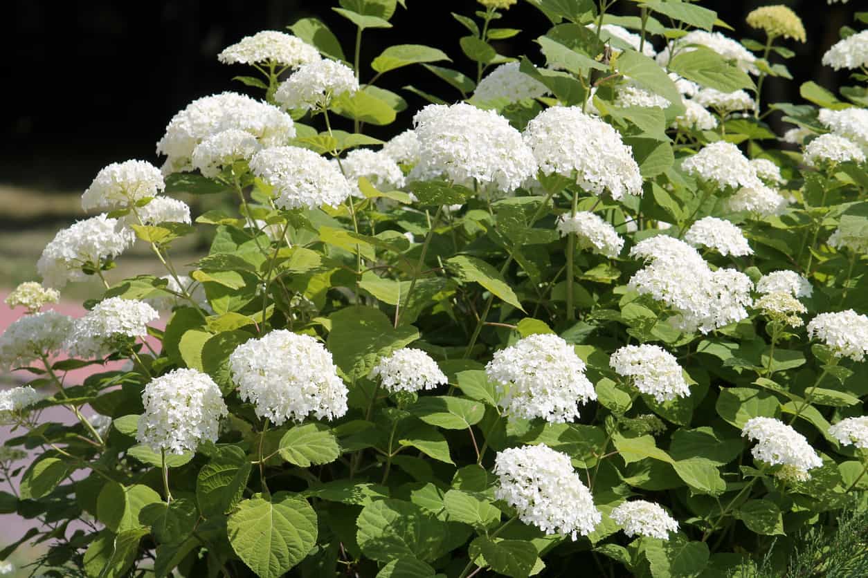 Are Hydrangea Toxic To Cats And Dogs