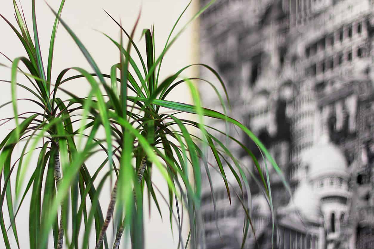 Red-Marginated Dracaena