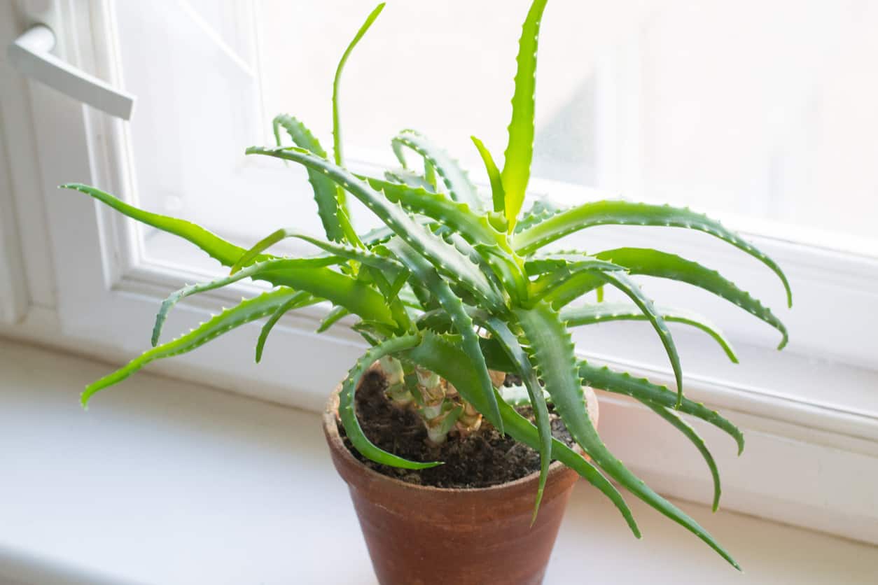 Is Aloe Poisonous To Cats And Dogs 