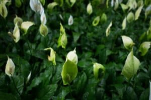 Is Skunk Cabbage Poisonous to Cats and Dogs?