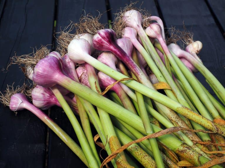 Is Garlic Poisonous to Cats and Dogs?