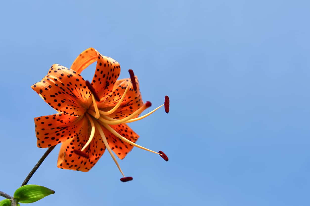 is-tiger-lily-poisonous-to-cats