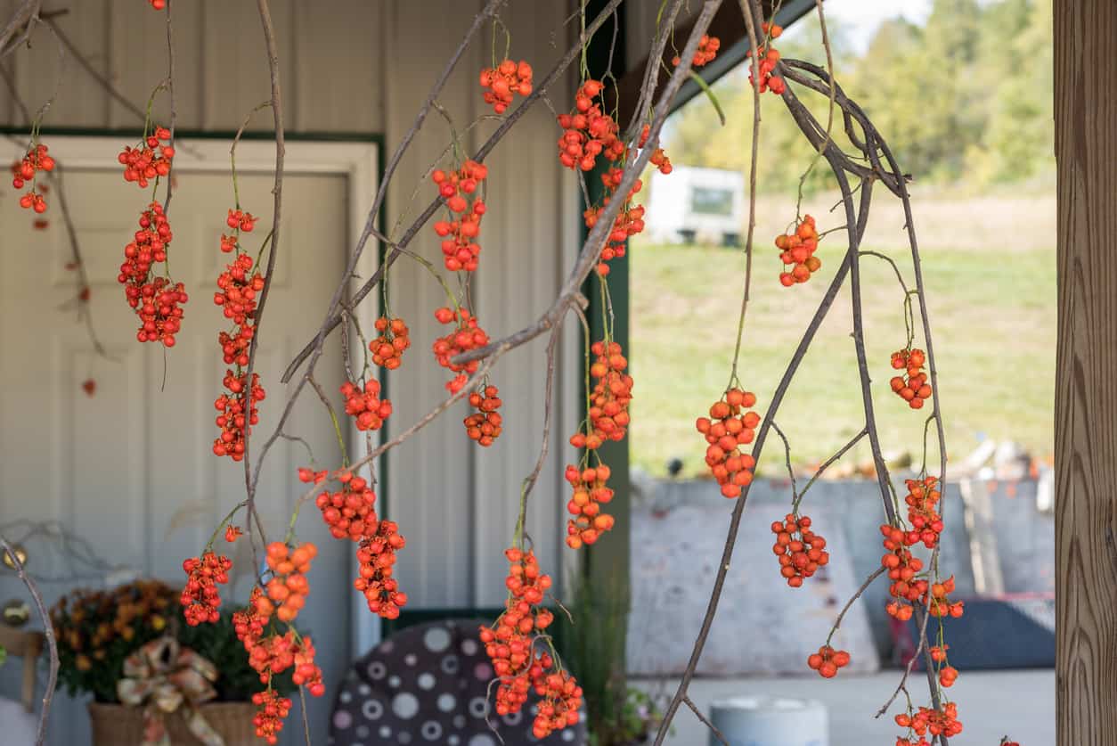 Diarrhea, seizures, vomiting, weakness