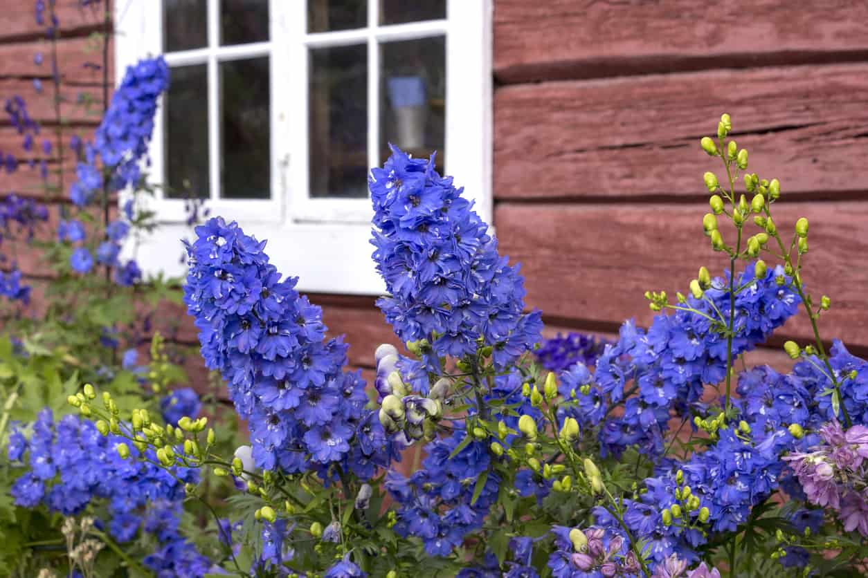 Is Larkspur Poisonous to Cats and Dogs?