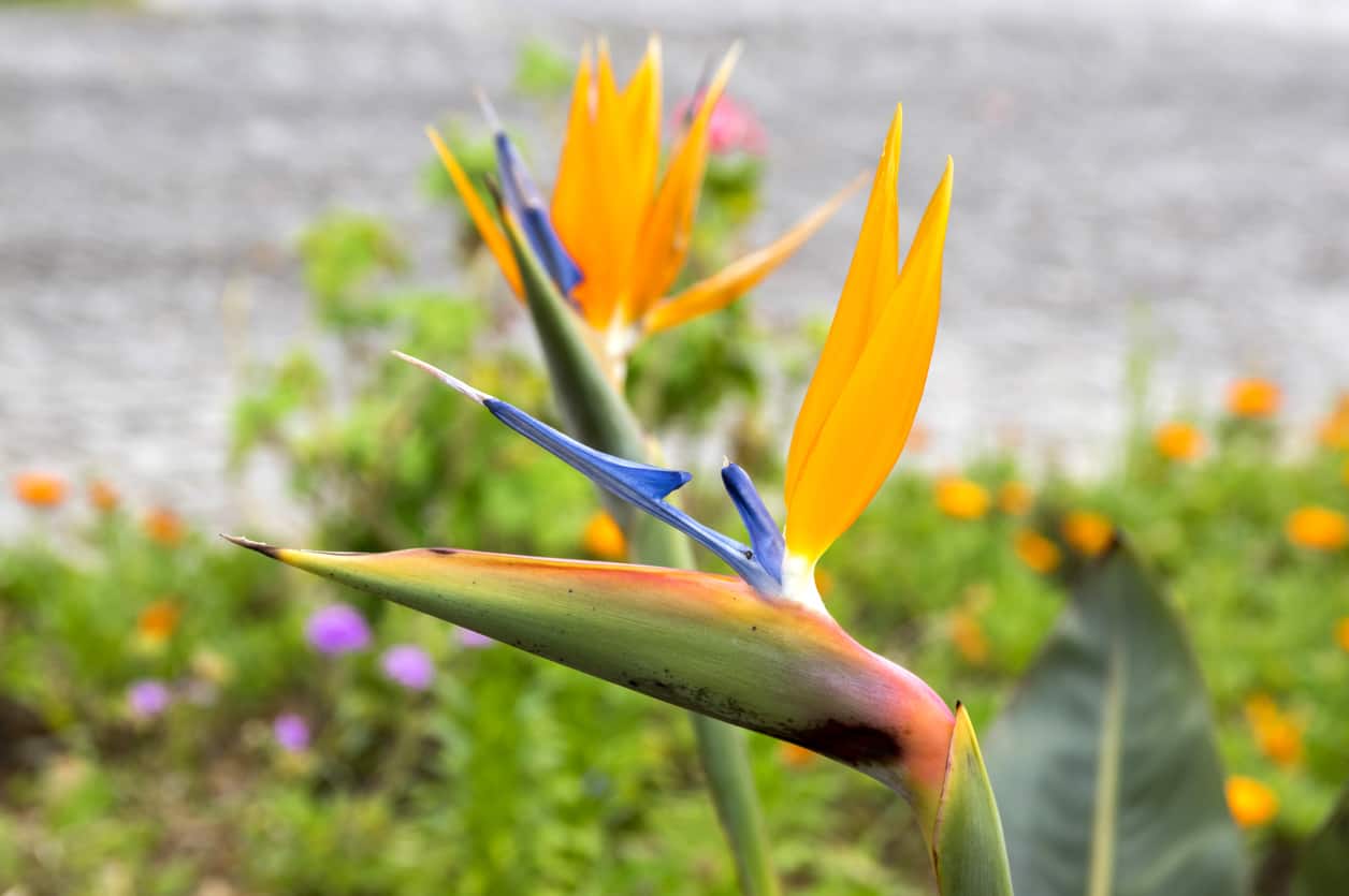 Bird of Paradise Flower