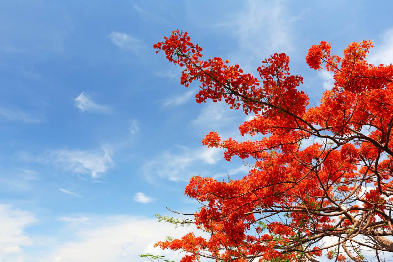 Poinciana