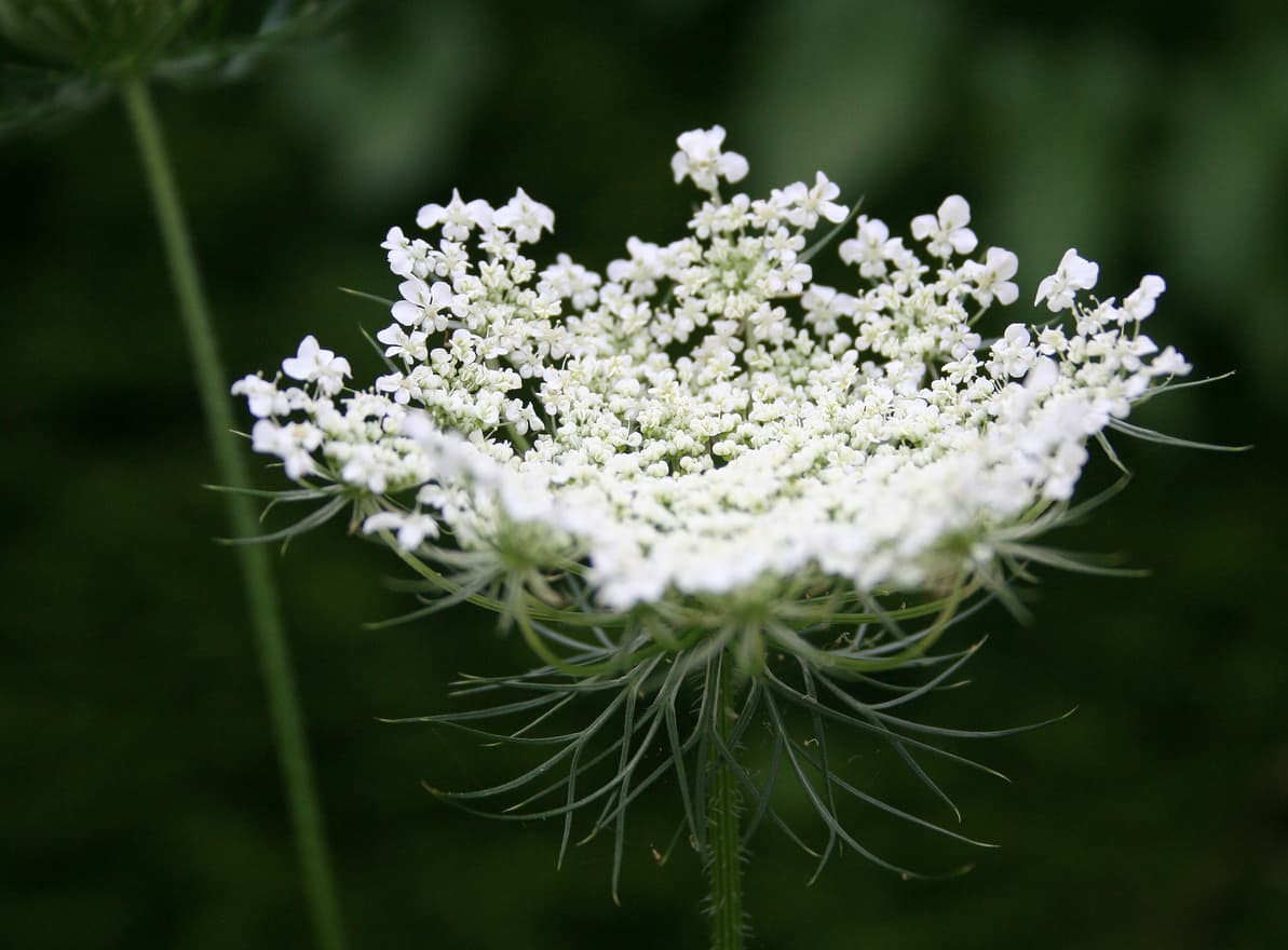 False Queen Anne’s Lace