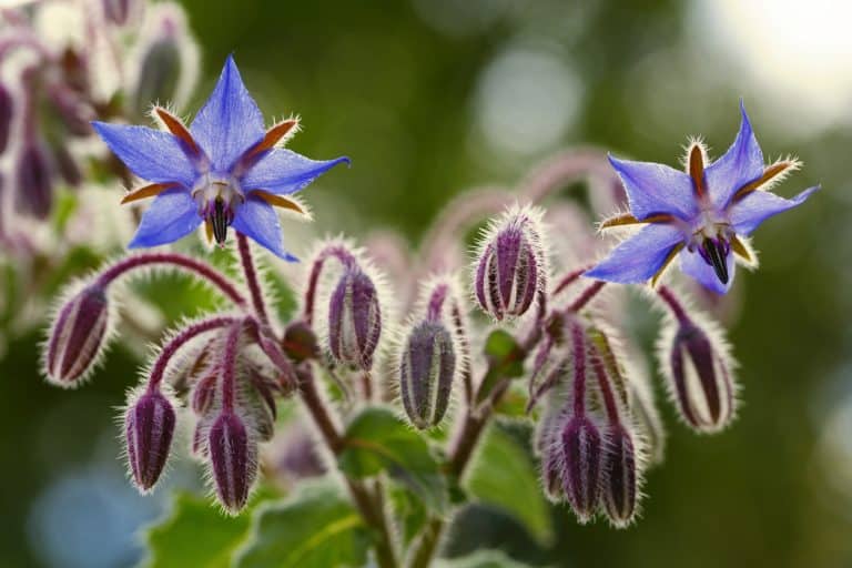 Is Borage Poisonous to Cats and Dogs?