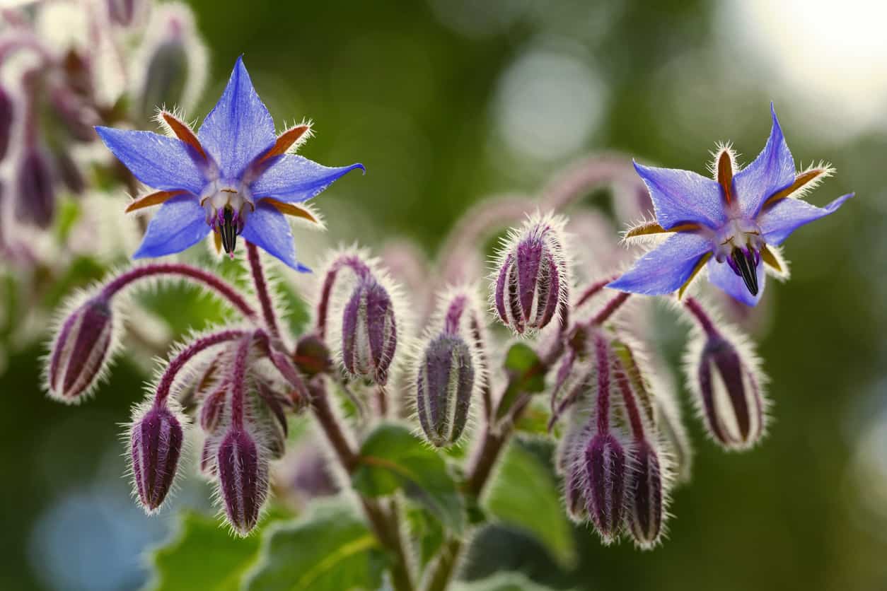 Is Borage Poisonous to Cats and Dogs?