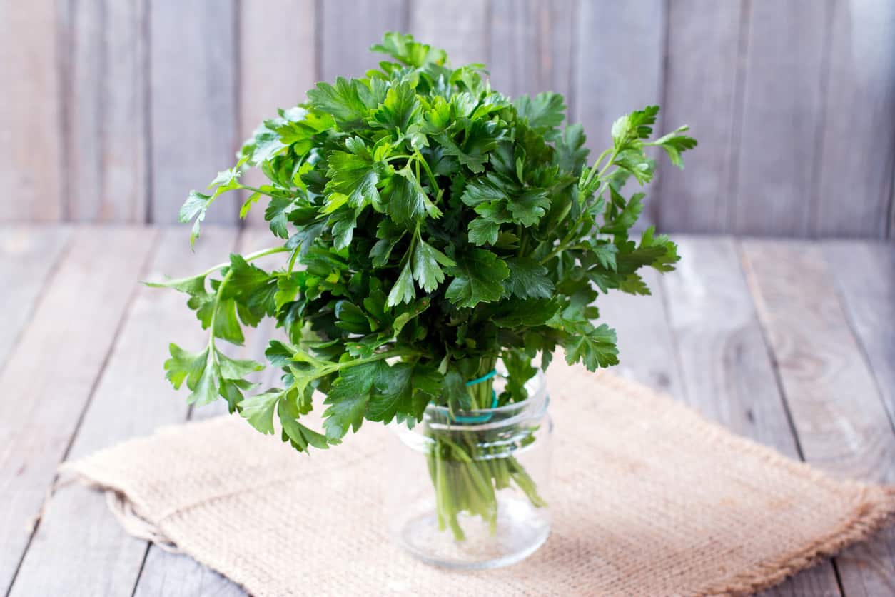 Is Parsley Poisonous to Cats and Dogs?