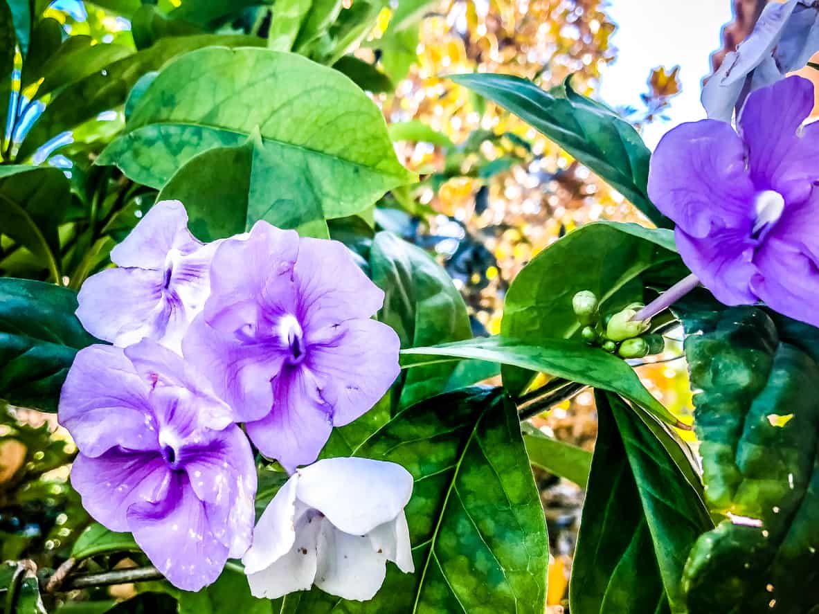 Yesterday, Today, Tomorrow