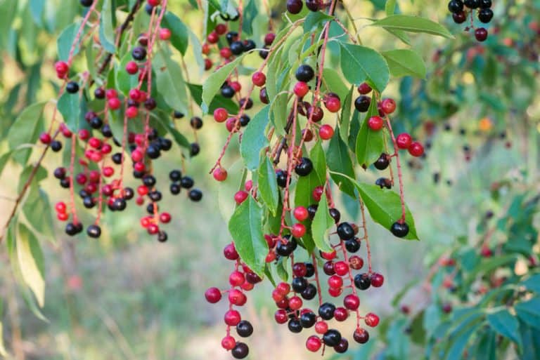 Is Black Cherry Poisonous to Cats and Dogs?