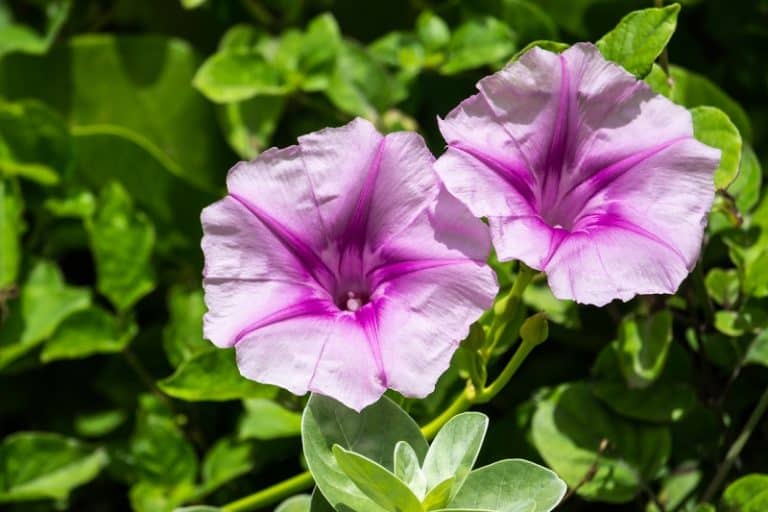 Is Morning Glory Poisonous to Cats and Dogs?