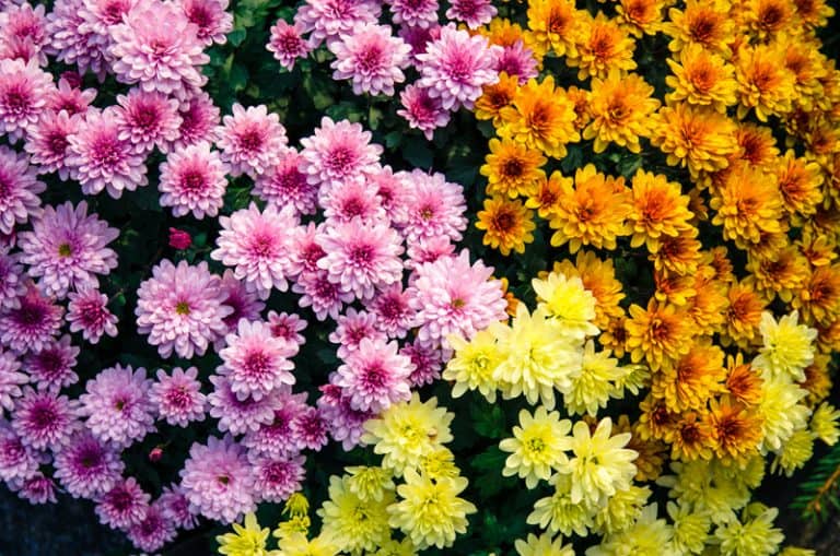 Is Chrysanthemum Poisonous to Cats and Dogs?