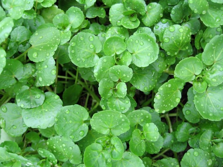 Is Nasturtium (Watercress) Poisonous to Cats and Dogs?