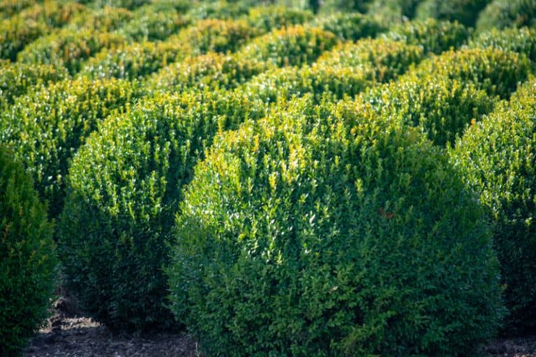 Is Boxwood Poisonous to Cats and Dogs?