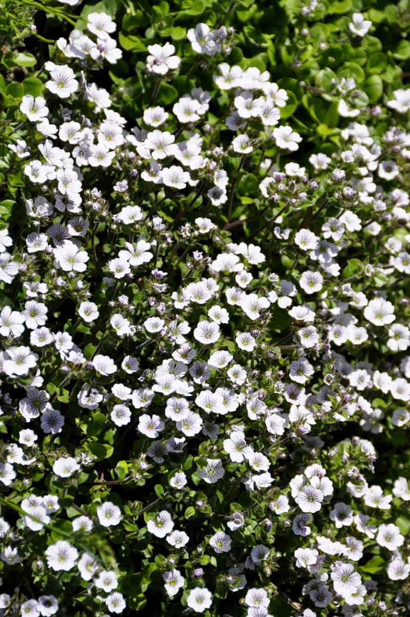 Is Baby’s Breath Poisonous to Cats and Dogs?