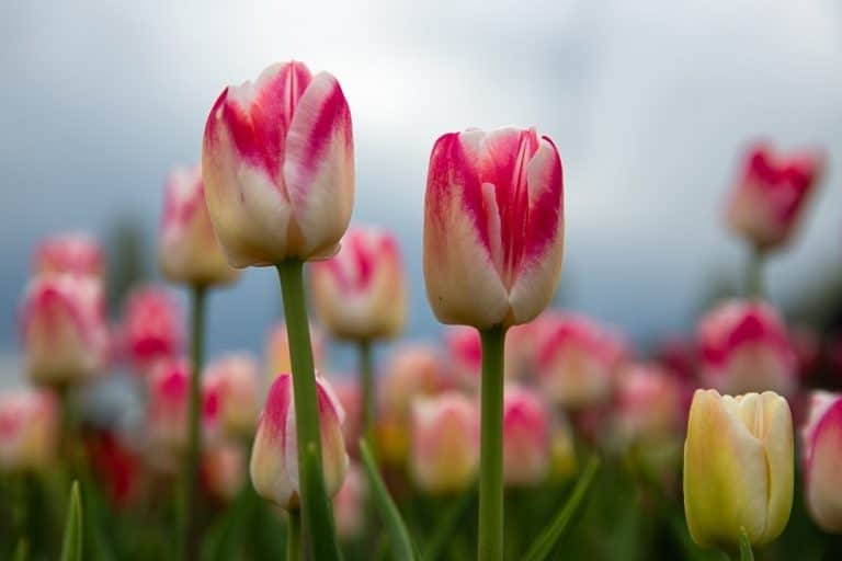 Is Tulip Poisonous to Cats and Dogs?