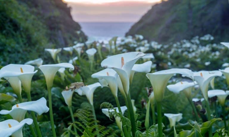 Is Arum Lily Poisonous To Cats And Dogs 