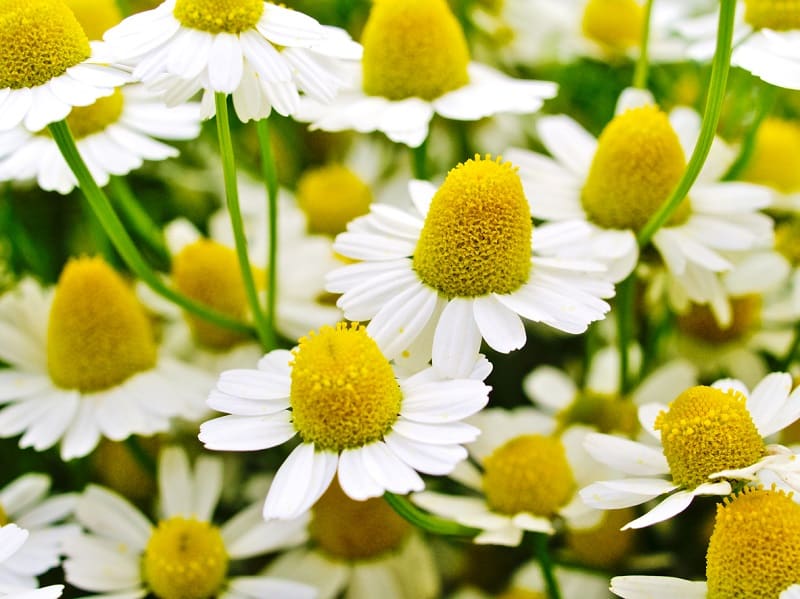 Is Chamomile Poisonous To Cats And Dogs 