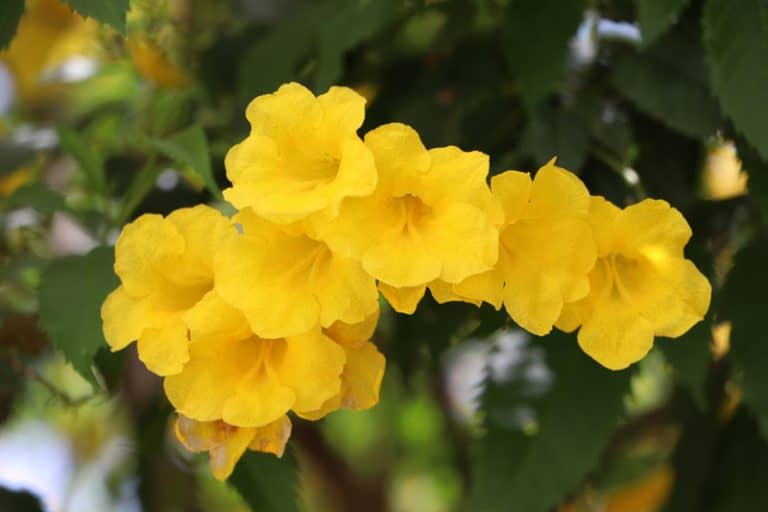 Is Yellow Oleander Poisonous to Cats and Dogs?