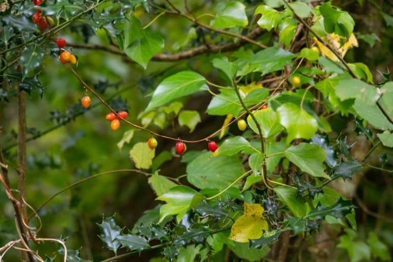 Is English Holly Poisonous to Cats and Dogs?