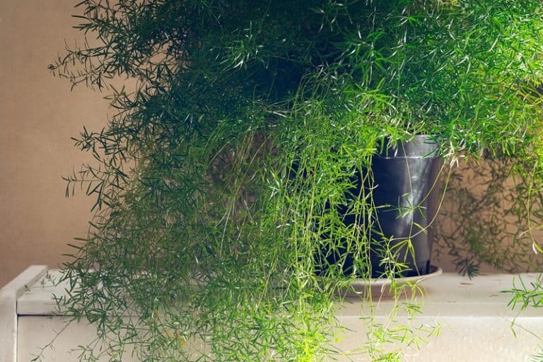 Is Asparagus Fern Poisonous to Cats and Dogs?