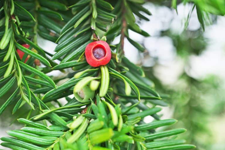 Is Japanese Yew Poisonous to Cats and Dogs?