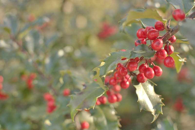 Is Mistletoe American Poisonous To Cats And Dogs 
