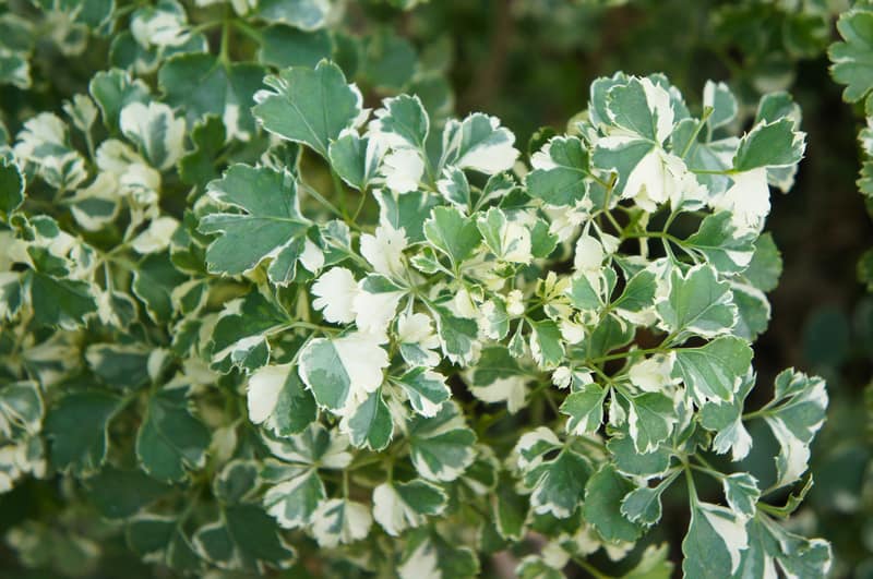 Is Coffee Tree Poisonous to Cats and Dogs?