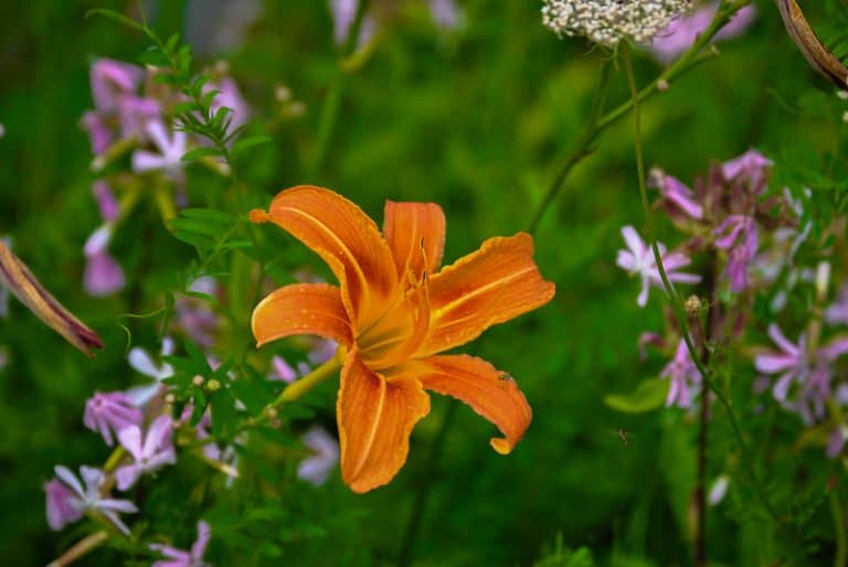 Is Orange Day Lily Poisonous to Cats and Dogs?