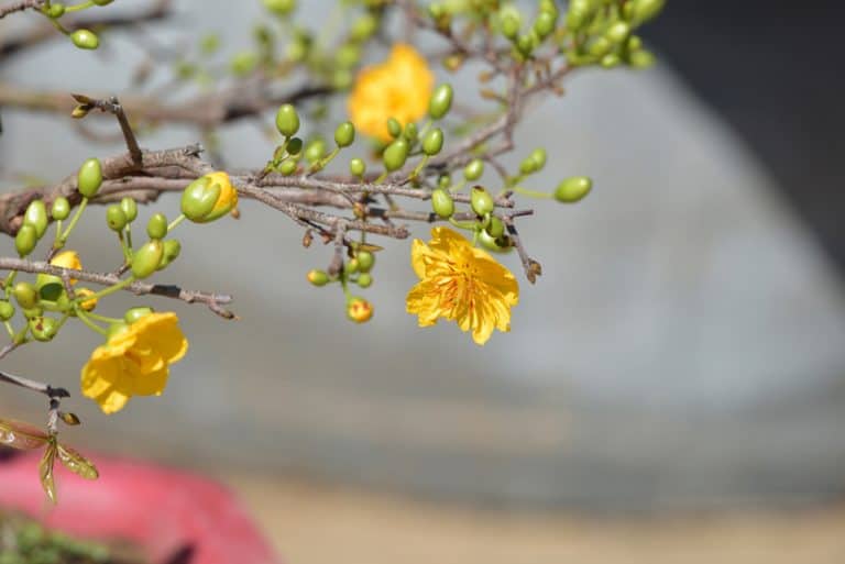 Is Apricot Poisonous to Cats and Dogs?