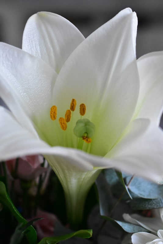 Is Lily Poisonous to Cats and Dogs?