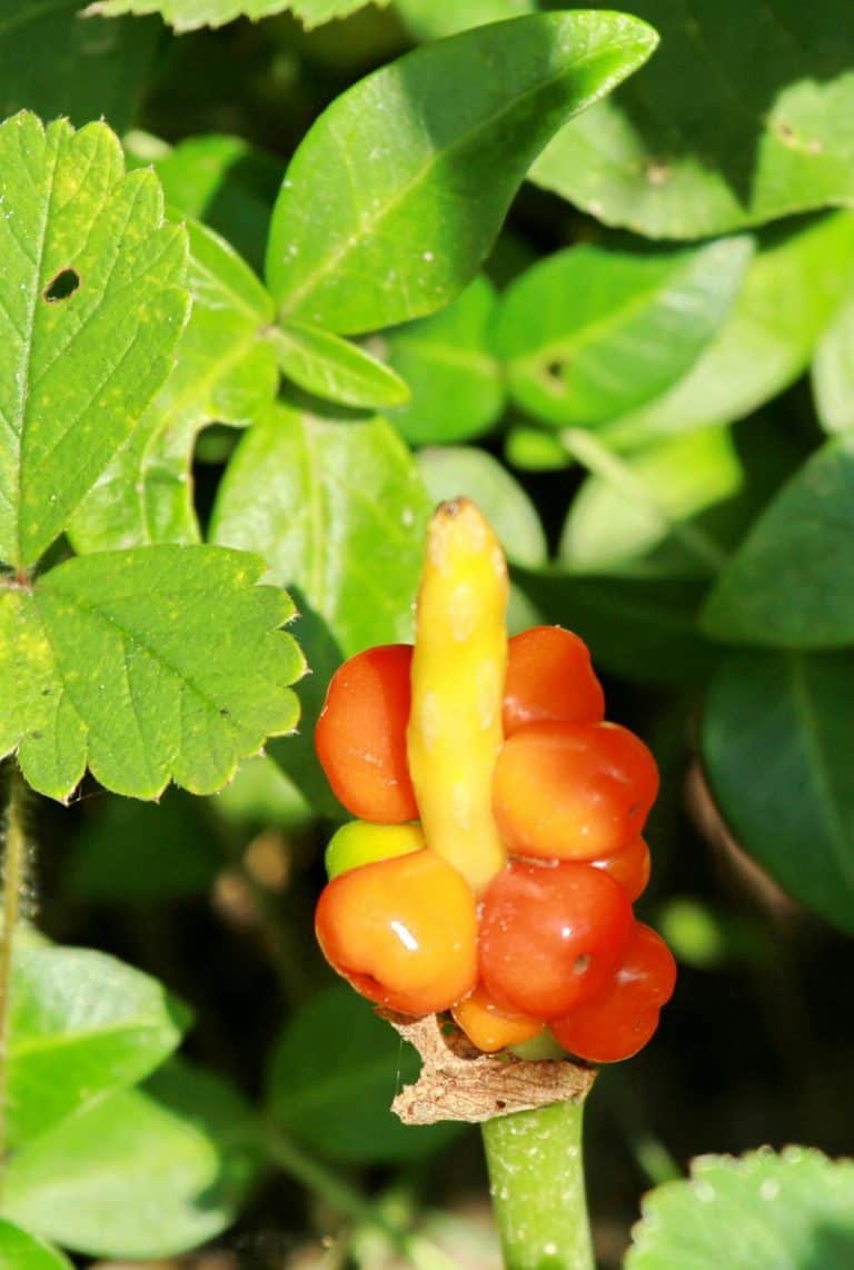 Is Arum Poisonous to Cats and Dogs?