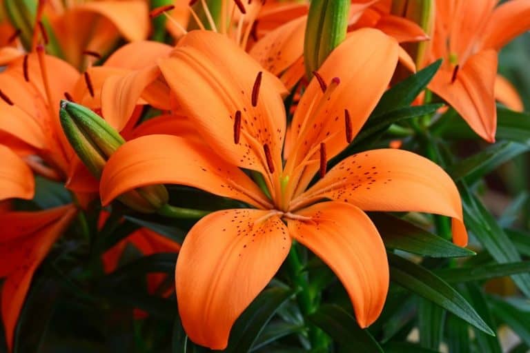 Is Fire Lily Poisonous to Cats and Dogs?