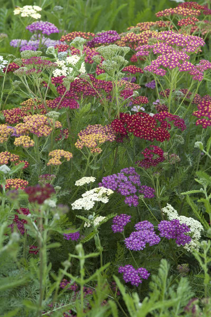 Is Dog Daisy Poisonous to Cats and Dogs?