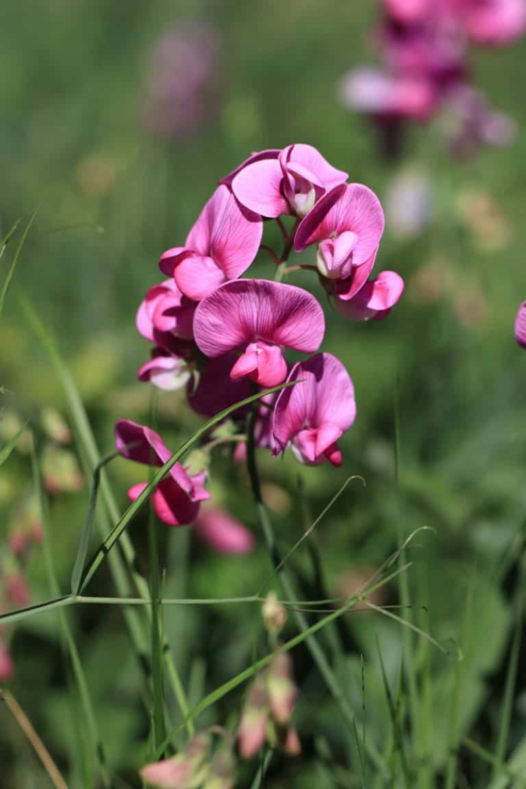 Is Everlasting Pea Poisonous to Cats and Dogs?