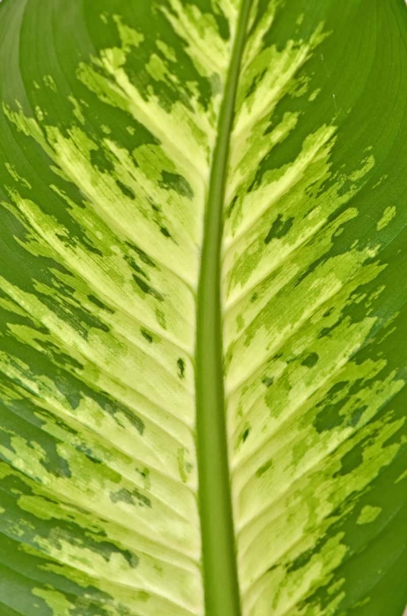 Charming Dieffenbachia