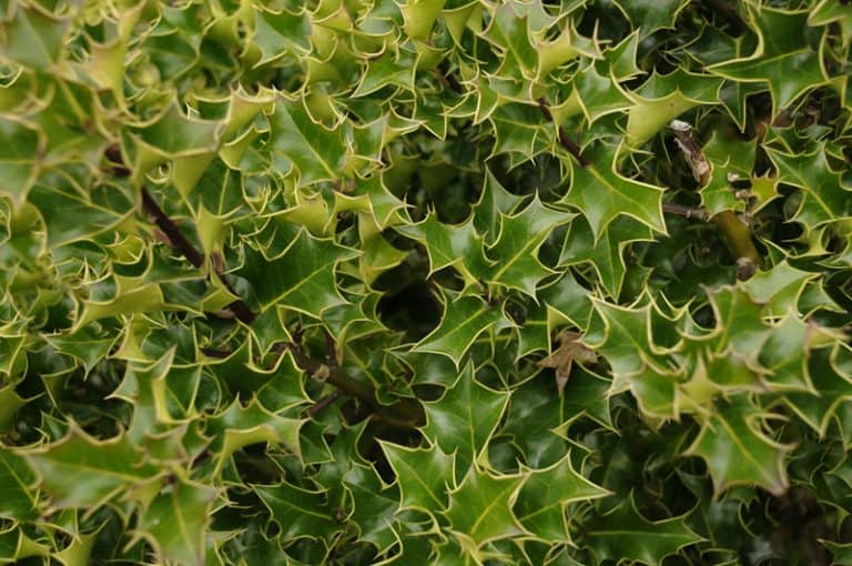 Is Oregon Holly Poisonous to Cats and Dogs?