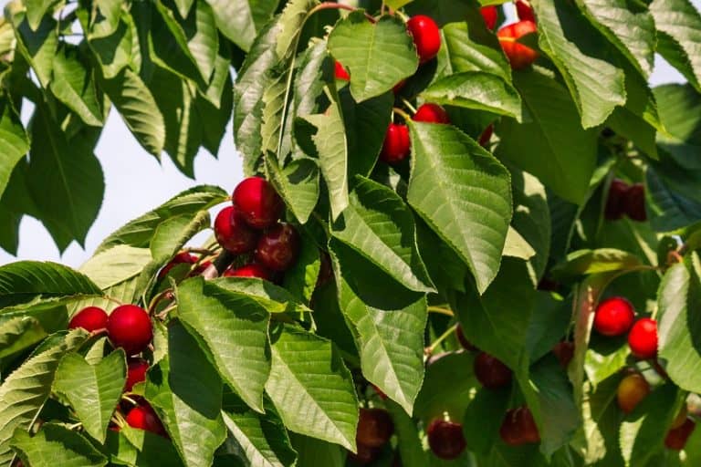 Is Sweet Cherry Poisonous to Cats and Dogs?