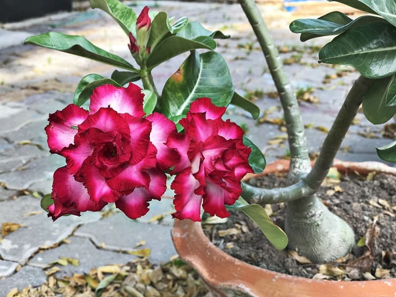 Is Desert Rose Poisonous To Cats And Dogs 