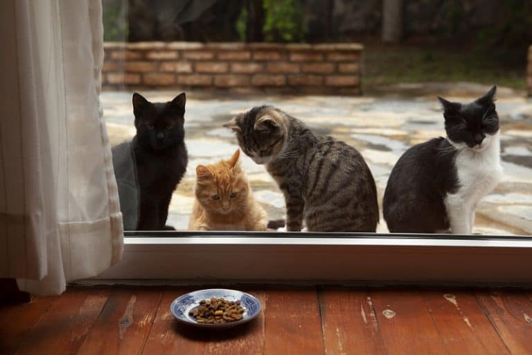 Why Is My Cat Scared All of a Sudden?