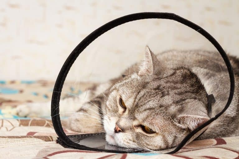 Cat Not Eating After Surgery