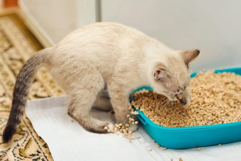 How to stop My Cat from Peeing Everywhere